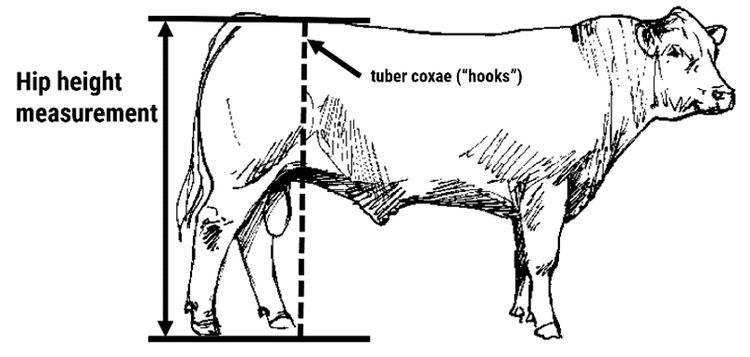 Do Beef Cattle Frame Scores Need Updating? | The Cattle Site